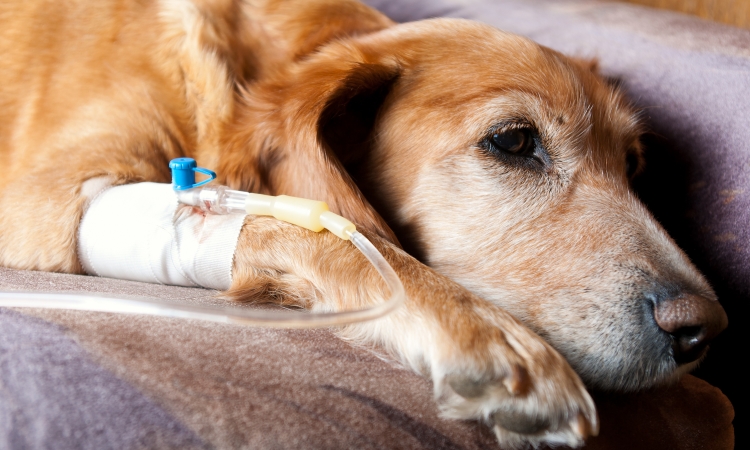 LA PANCREATITE ACUTA NEL CANE